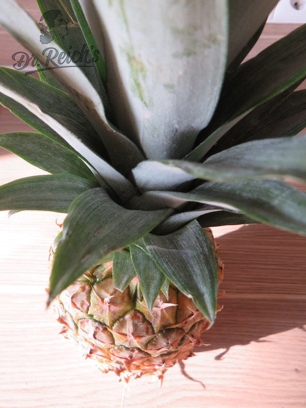 Low FODMAP Diät Saucen Basis Ananas